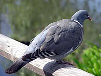 Wood.pigeon.slimbridge.arp.jpg