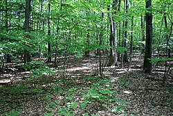 Woods of Rochambeau campsite in West Hartford, August 27, 2008.jpg