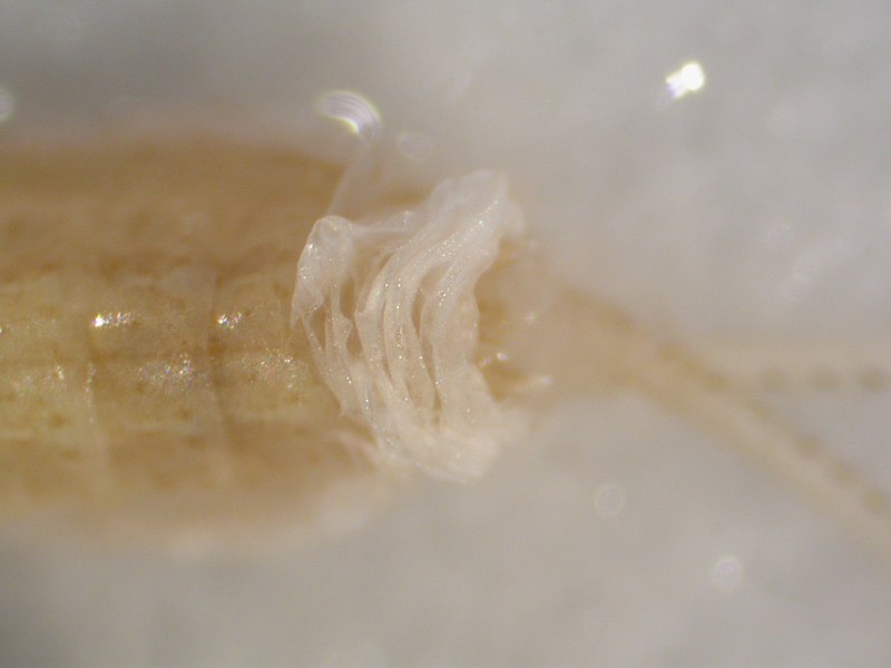 File:Wormlike larvae (2388799396).jpg