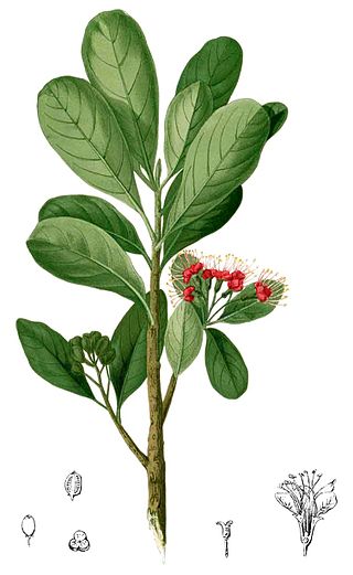 <i>Xanthostemon verdugonianus</i> Species of flowering plant
