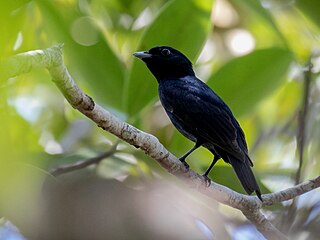 <span class="mw-page-title-main">Black manakin</span> Species of bird