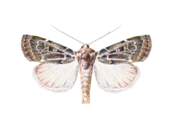 Xestia caelebs - Hampson.png