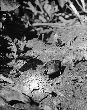 Fotografia de um espécime vivo em 1913