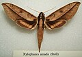 Xylophanes amadis