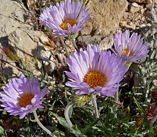 <i>Xylorhiza</i> genus of plants