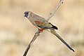 Yellow-vented Bluebonnet (Northiella haematogaster haematogaster), Patchewollock Conservation Reserve, Victoria, Australia