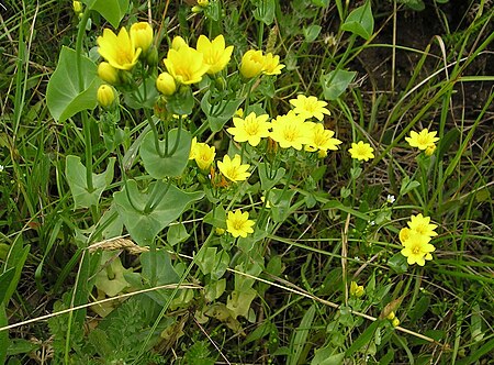 Yellow wort