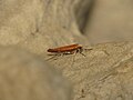 Miniatuurafbeelding voor de versie van 27 jun 2014 05:30