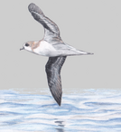 Zino's petrel