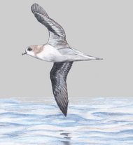 Zino's petrel or Freira is an endangered species, and a breeding endemic to Madeira Zino's petrel sketch.png