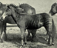 A zorse in an 1899 photograph, Romulus: one year old, from J. C. Ewart's The Penycuik Experiments