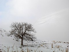 برف: ریشهٔ نام, چگونگی تشکیل دانه‌های برف, اندازه‌گیری مقدار بارش برف