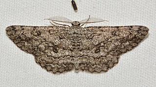 <i>Hypomecis umbrosaria</i> Species of moth