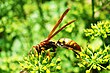 Polistes versicolor