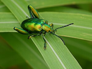 The leaf beetles, such as this metallic frog beetle (Sagra femorata), are herbivorous. ... beetle -- leaf beetle ... Sagra femorata (5997719673).jpg