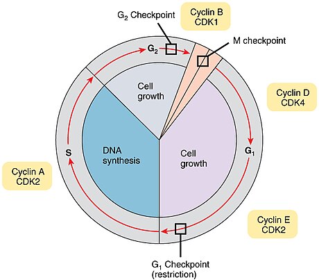 Điểm kiểm soát chu kỳ tế bào