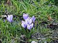 Szafran wiosenny, Crocus vernus, marzec-kwiecień