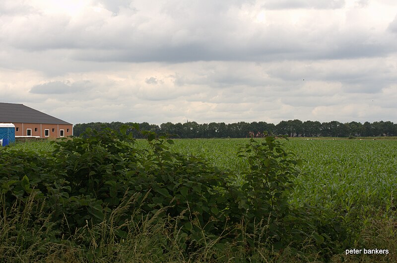 File:130627 HEIDVELD BAKEL 130604 SCHOUW BAKEL Fallopia Japonica - Japanse Duizendknoop DSC 6860.jpg