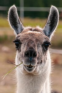 Llama chewing grass in Västansunda, Jomala, Åland