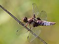 Plattbauch - Libellula depressa oder Platetrum depressum, Männchen