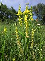 Melilotus officinalis (Gelber Steinklee)