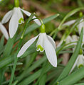 * Nomination Kleines Schneeglöckchen - Galanthus nivalis --Hockei 14:12, 13 March 2015 (UTC) * Promotion Good quality. --Ralf Roletschek 20:38, 13 March 2015 (UTC)