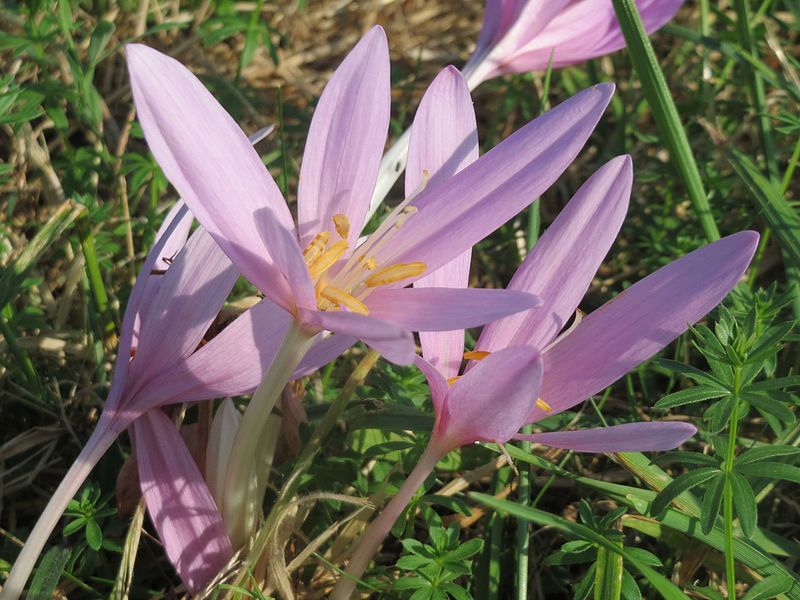 File:20160909Colchicum autumnale6.jpg