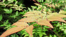 Nanten leaves also repel rainwater.