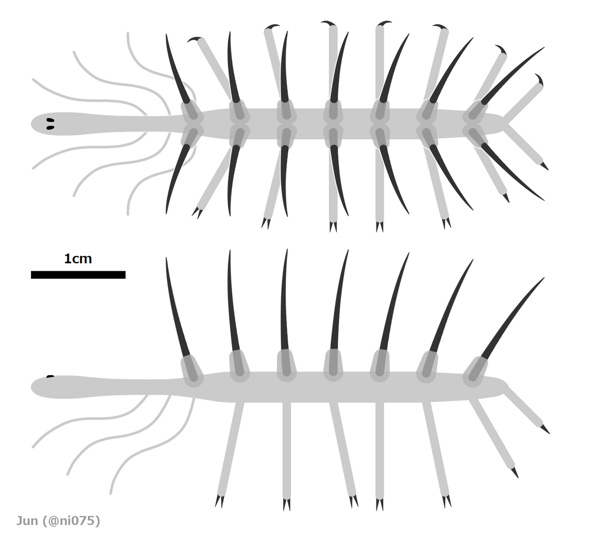 Hallucigenia vista desde dos perspectivas diferentes (arriba y de perfil))