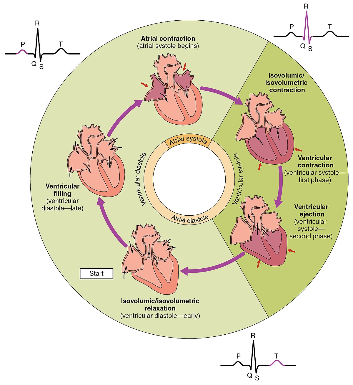 Cardiac cycle - Wikipedia numbered diagram encyclopedia 