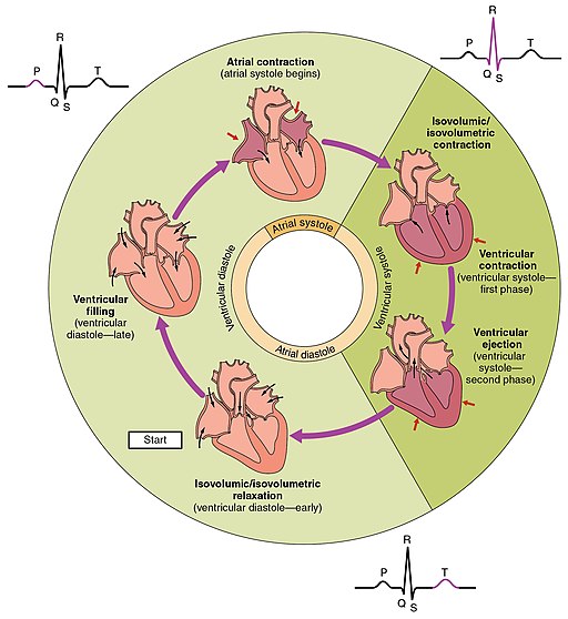 2027 Phases of the Cardiac Cycle