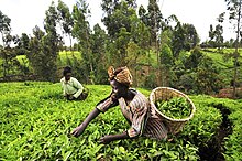 Women picking tea in Kenya 2DU Kenya16 (5367334314).jpg