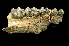 Chalicotherium goldfussi : maxillaire gauche avec P-M3 vue latérale Col. MHNT