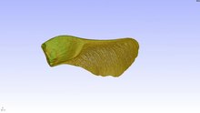 Файл: 3D-рендеринг µCT-сканирования семян клена.ogv 