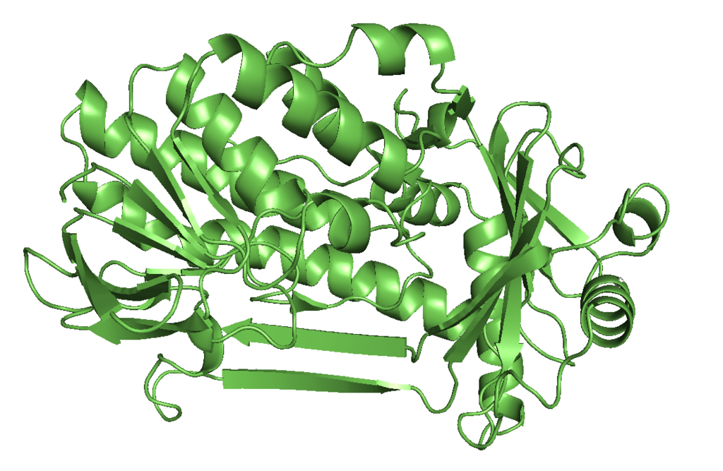 4-hidroxibenzoato 3-monooxygenase.png