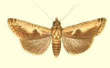 40-Lophoptera albicans = Gyrtona albicans (Pagenstecher 1900) .JPG
