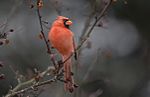 8G7D8644-Cardinal.jpg