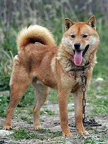 how do korean jindo hunt