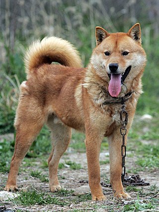 <span class="mw-page-title-main">Korean Jindo</span> Dog breed from Jindo Island, South Korea