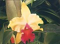 A and B Larsen orchids - Brassolaeliocattleya Alma Kee 492-9.jpg