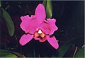 A and B Larsen orchids - Brassolaeliocattleya Lucky Strike 533-10.jpg