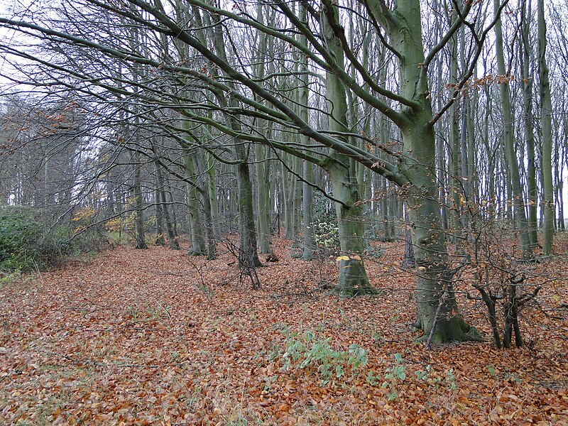 File:A carpet of fallen leaves - geograph.org.uk - 5616175.jpg