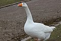 A domestic duck