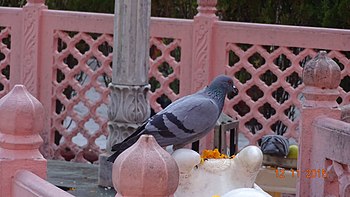 A pigeon sitting on Idol in hindu Temple.jpg