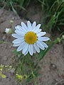 A single daisy.jpg