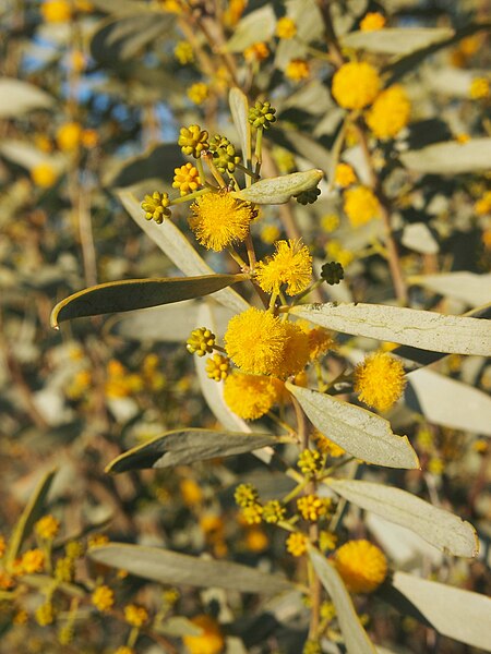 File:Acacia ligulata blossom.jpg