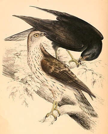 Accipiter melanoleucus