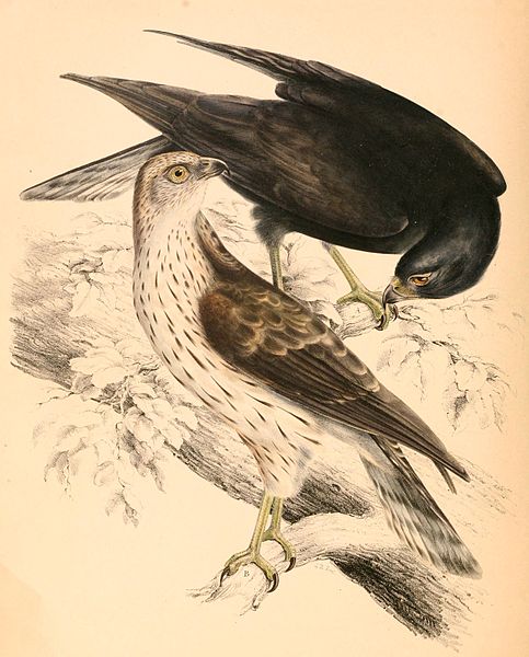 File:Accipiter melanoleucus melanoleucus 1838.jpg