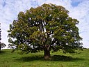 Acer pseudoplatanus Chaltenbrunnen