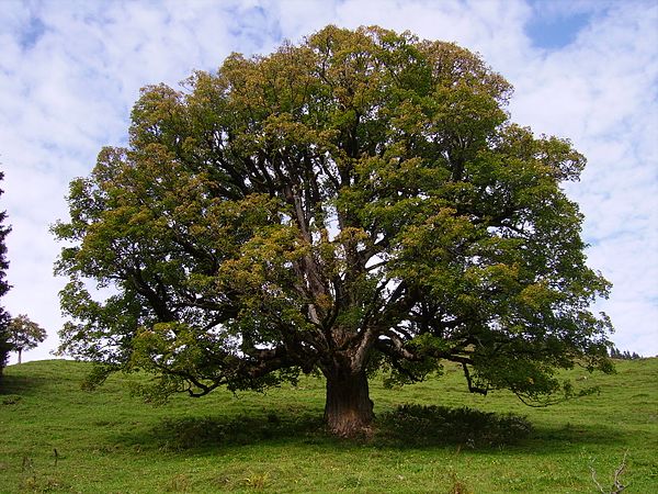 Image: Acer pseudoplatanus Chaltenbrunnen